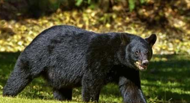 'Four injured in bear attack in Pulwama'