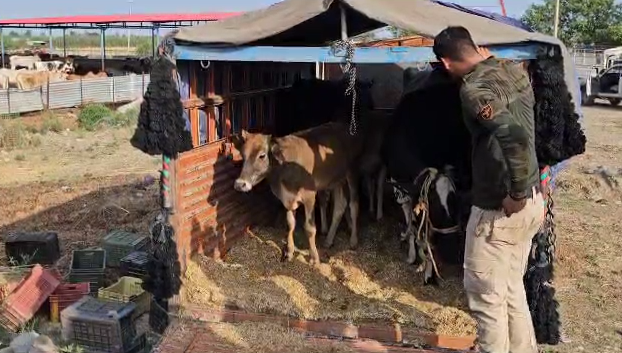 'Hiranagar police foiled cattle smuggling attempt, 28 cattle freed, four smugglers arrested'